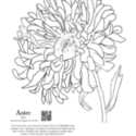 Coloring Page for the Kids: Aster