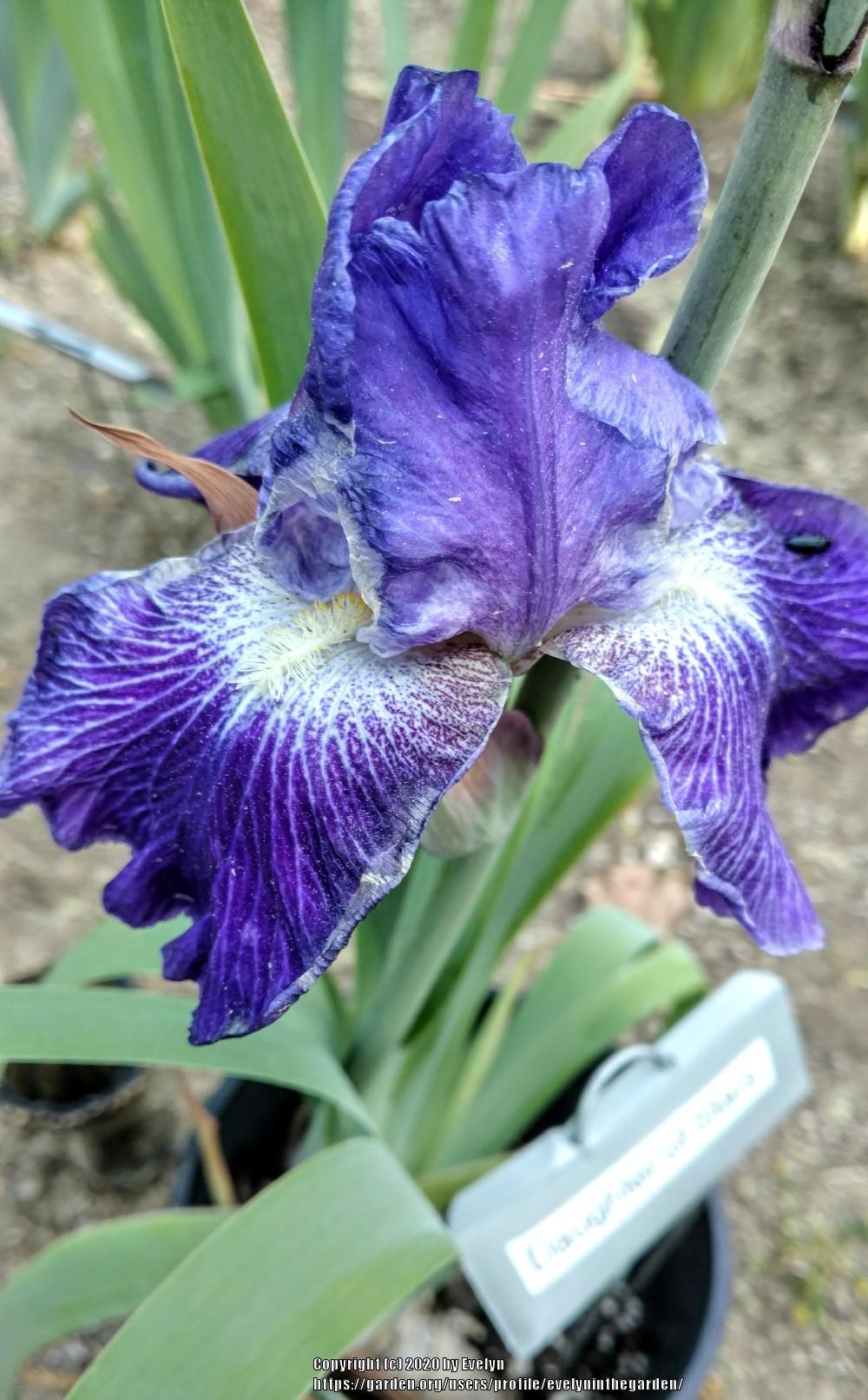 Photo of Tall Bearded Iris (Iris 'Daughter of Stars') uploaded by evelyninthegarden
