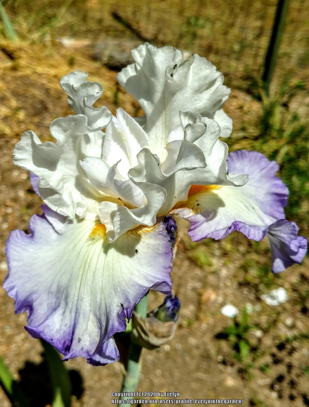 Photo of Tall Bearded Iris (Iris 'Honor Flight') uploaded by evelyninthegarden