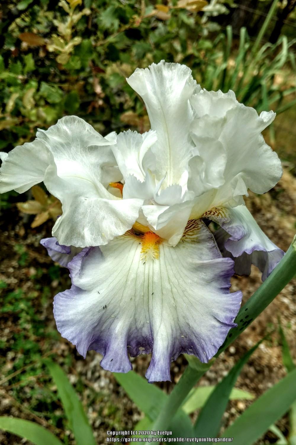 Photo of Tall Bearded Iris (Iris 'Honor Flight') uploaded by evelyninthegarden