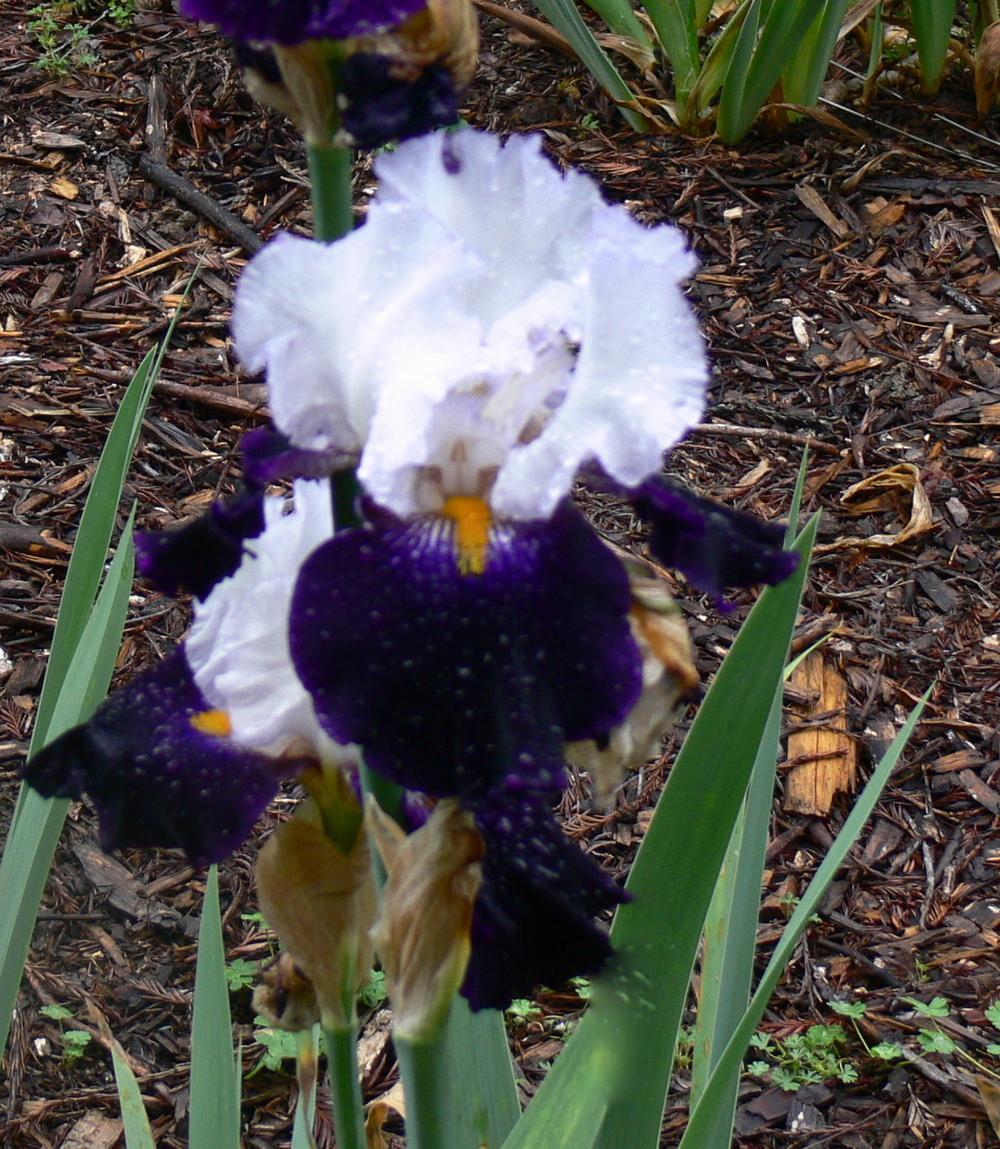 Photo of Tall Bearded Iris (Iris 'Domino Noir') uploaded by janwax