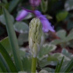 Location: in my shade garden garden
Date: 04-18-2020
Spanish Bluebell (Hyacinthoides hispanica)