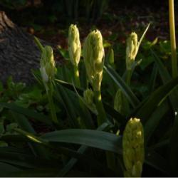 Location: in my shade garden garden
Date: 04-19-2020
Spanish Bluebell (Hyacinthoides hispanica)