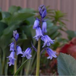 Location: in my shade garden garden
Date: 04-18-2020
Spanish Bluebell (Hyacinthoides hispanica)