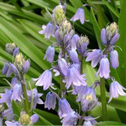 Location: in my shade garden garden
Date: 2001-2007
Spanish Bluebell (Hyacinthoides hispanica)