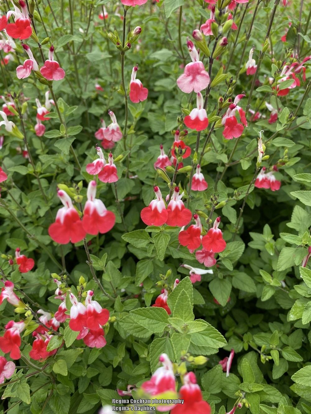 Photo of Blackcurrant Sage (Salvia microphylla 'Hot Lips') uploaded by scflowers