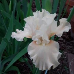 Location: My Caffeinated Garden, Grapevine, TX
Date: 2020-04-09
First bloom ever in my Caffeinated Garden!