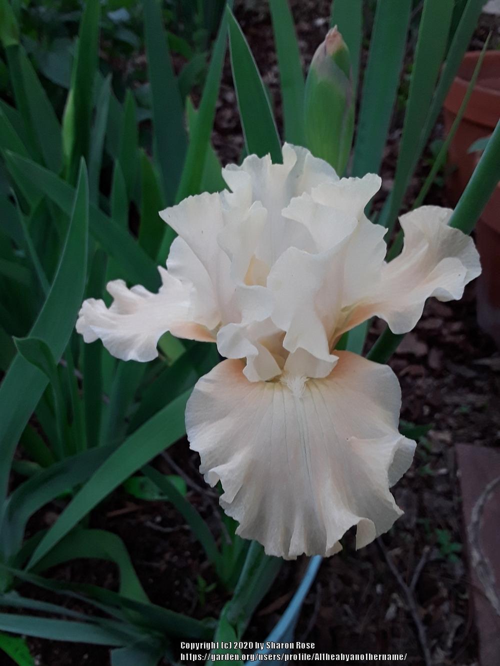 Photo of Tall Bearded Iris (Iris 'Let's Misbehave') uploaded by Altheabyanothername
