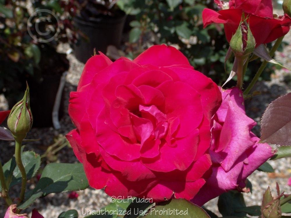 Photo of Rose (Rosa 'Let Freedom Ring') uploaded by DaylilySLP