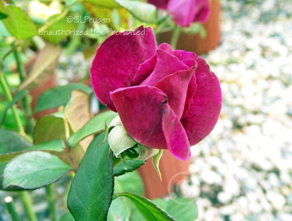 Photo of Rose (Rosa 'Intrigue') uploaded by DaylilySLP