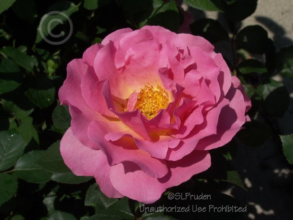 Photo of Rose (Rosa 'Lilian Austin') uploaded by DaylilySLP