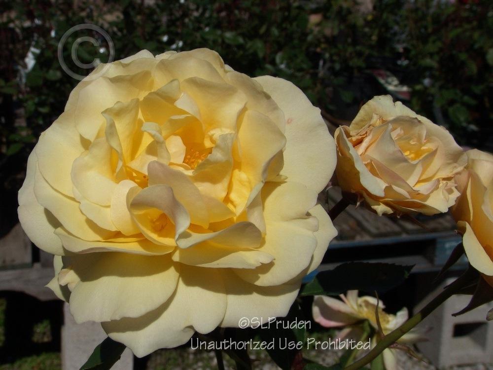 Photo of Floribunda Rose (Rosa 'Julia Child') uploaded by DaylilySLP