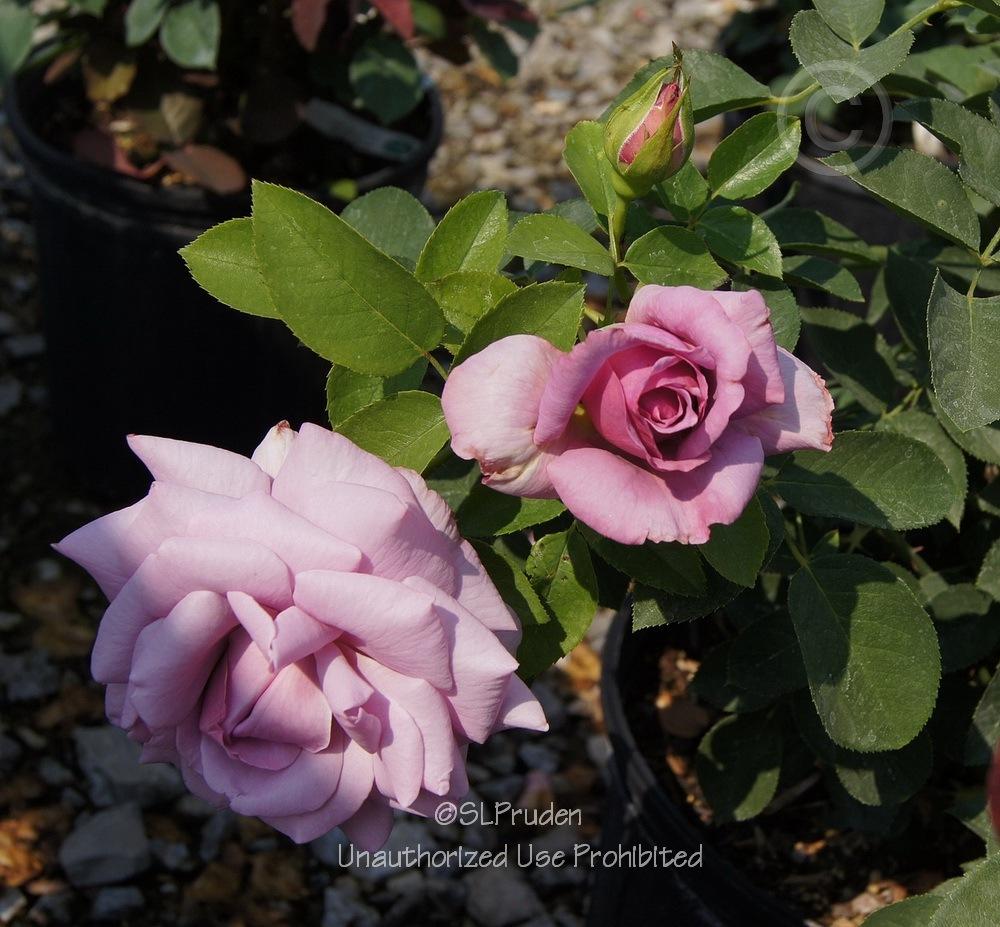 Photo of Rose (Rosa 'Love Song 2011') uploaded by DaylilySLP