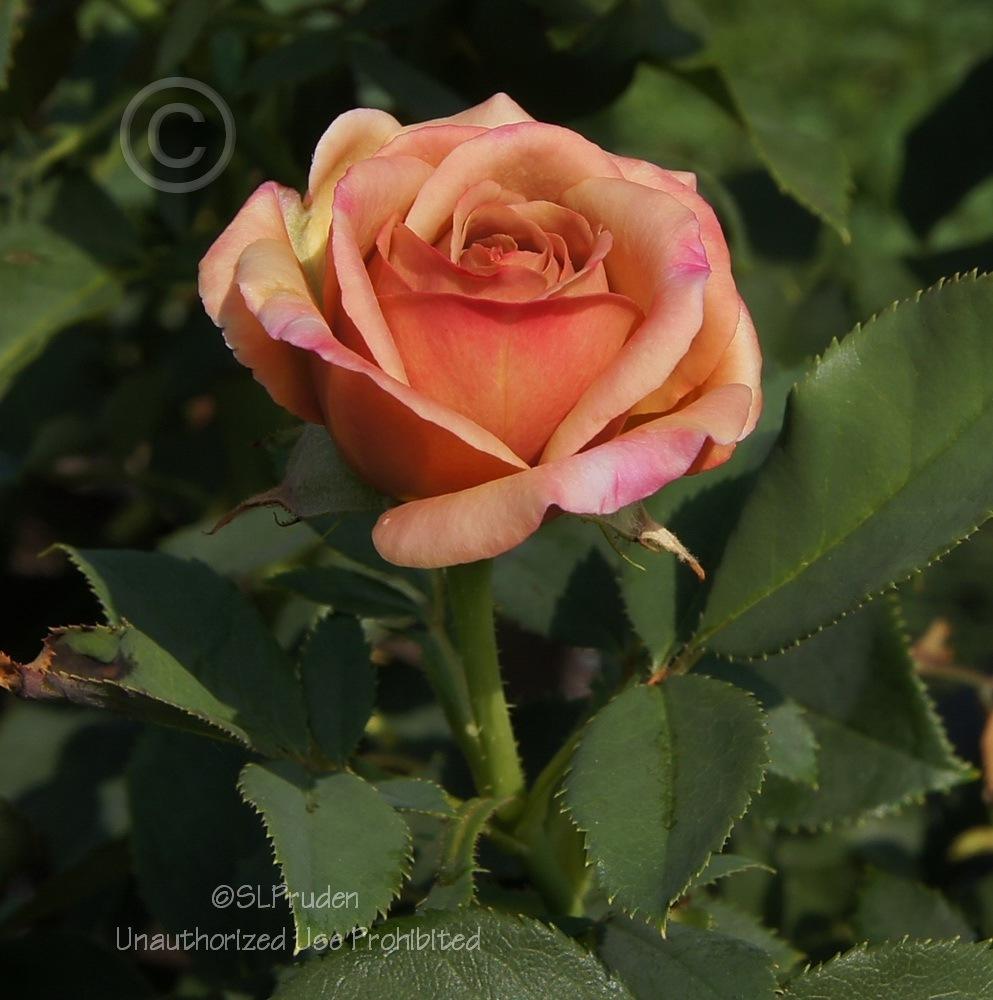 Photo of Rose (Rosa 'Koko Loko') uploaded by DaylilySLP
