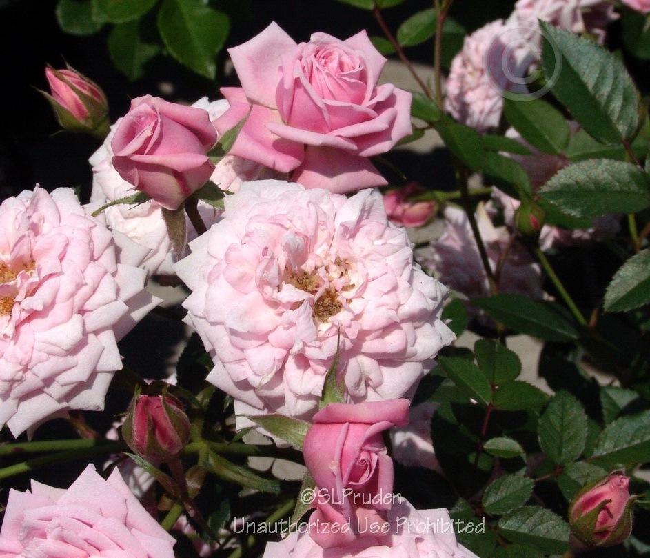 Photo of Rose (Rosa 'Jeanne Lajoie') uploaded by DaylilySLP