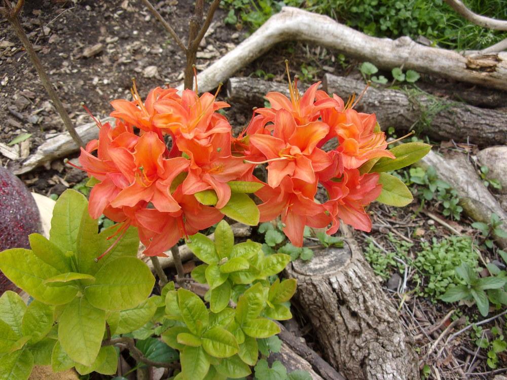 Photo of Azalea (Rhododendron 'Mandarin Lights') uploaded by Number9Dreamer