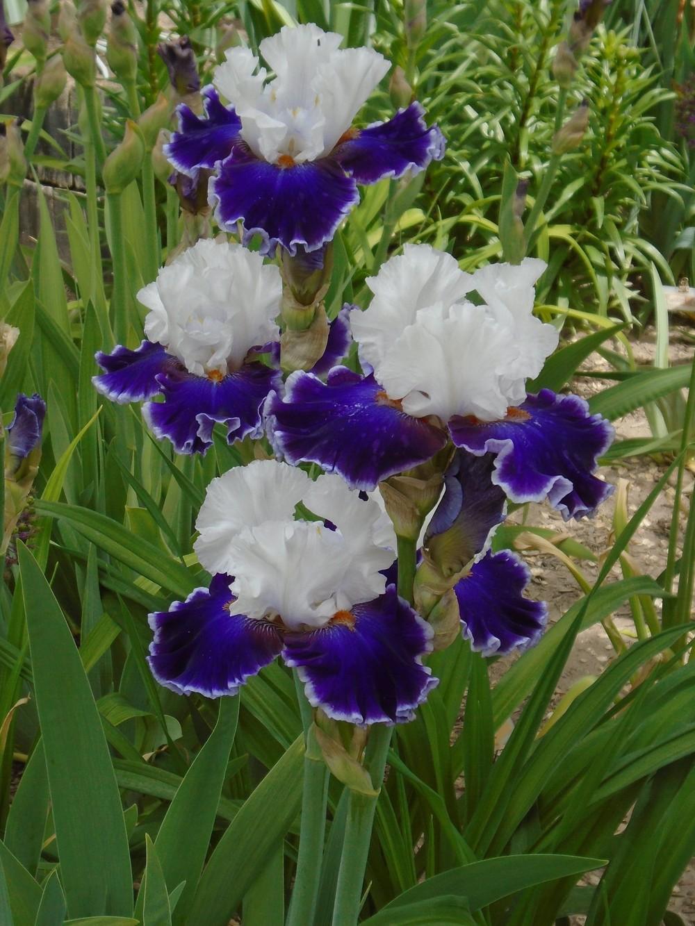 Photo of Tall Bearded Iris (Iris 'Merry Amigo') uploaded by Paul2032