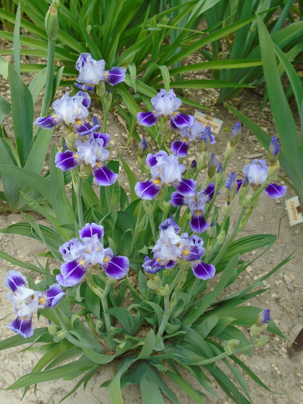 Photo of Miniature Tall Bearded Iris (Iris 'Dividing Line') uploaded by Paul2032