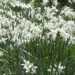 Location: Toronto, Ontario
Date: 2020-05-13
Triandrus Daffodil (Narcissus 'Thalia').