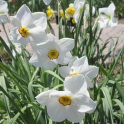 Location: Toronto, Ontario
Date: 2020-05-13
Daffodil (Narcissus poeticus subsp. poeticus) .