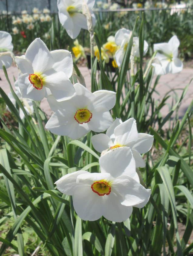 Photo of Species Daffodil (Narcissus poeticus subsp. poeticus) uploaded by janelp_lee