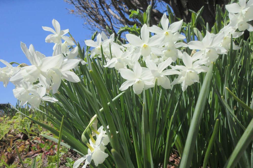 Photo of Triandrus Daffodil (Narcissus 'Thalia') uploaded by janelp_lee