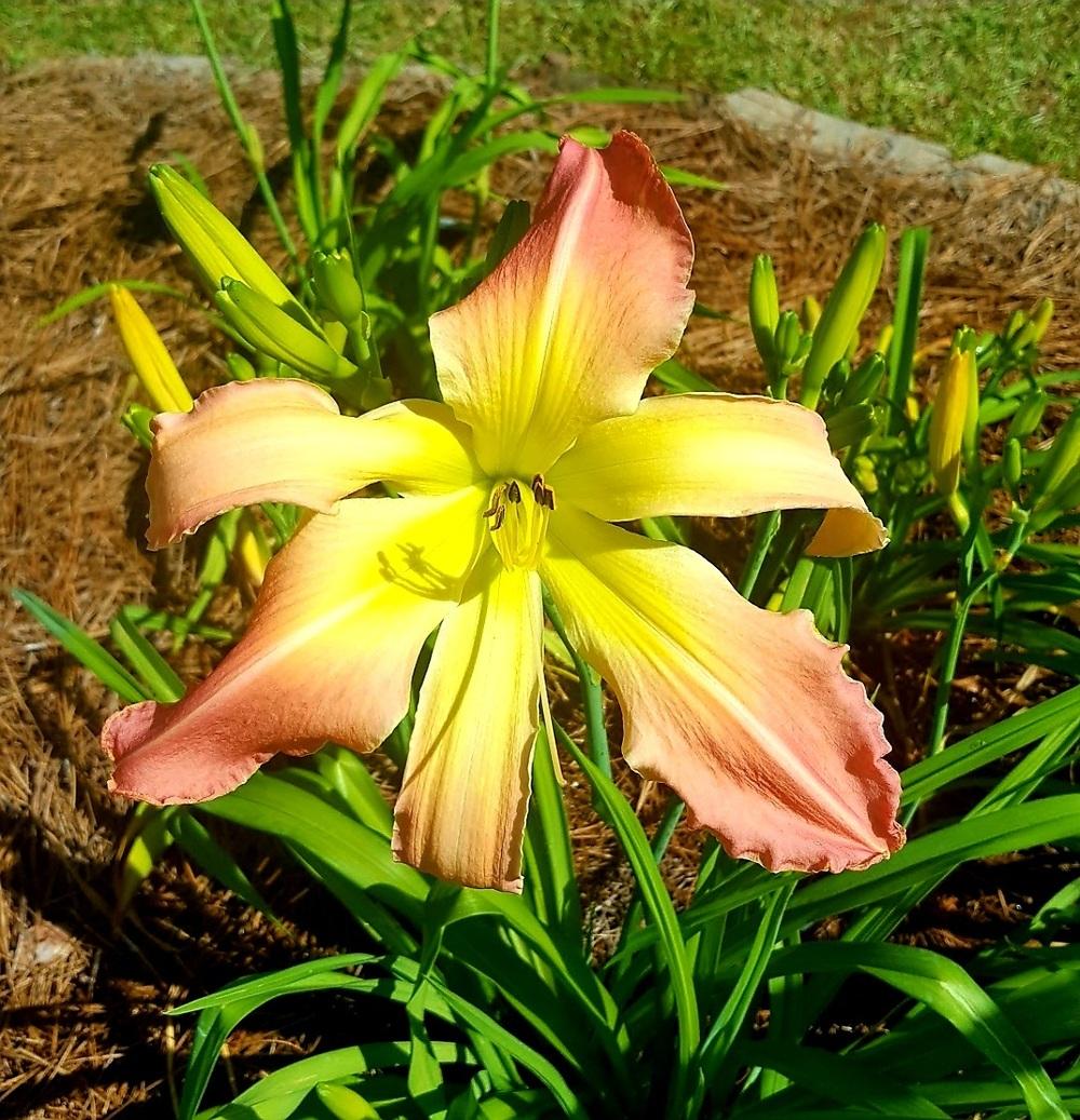 Photo of Daylily (Hemerocallis 'Webster's Pink Wonder') uploaded by landonslala