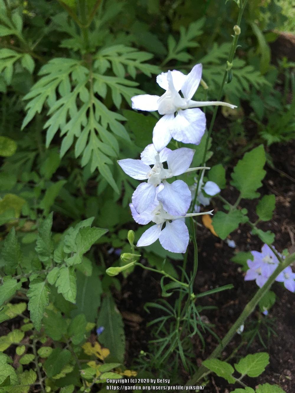 Photo of Larkspur (Consolida ajacis) uploaded by piksihk