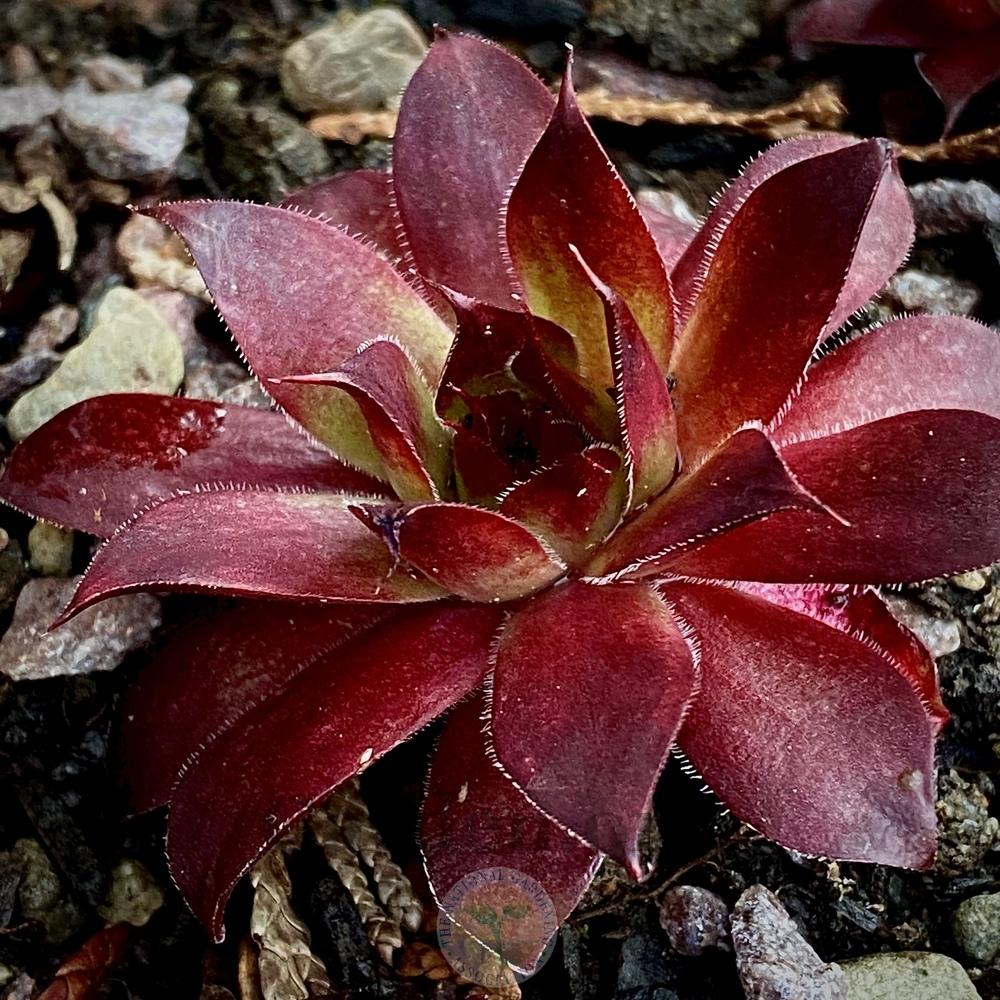 Photo of Hen and Chicks (Sempervivum 'Pepito') uploaded by springcolor