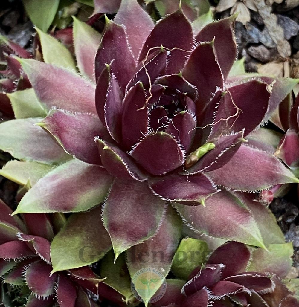 Photo of Hen and Chicks (Sempervivum 'Lavender and Old Lace') uploaded by springcolor