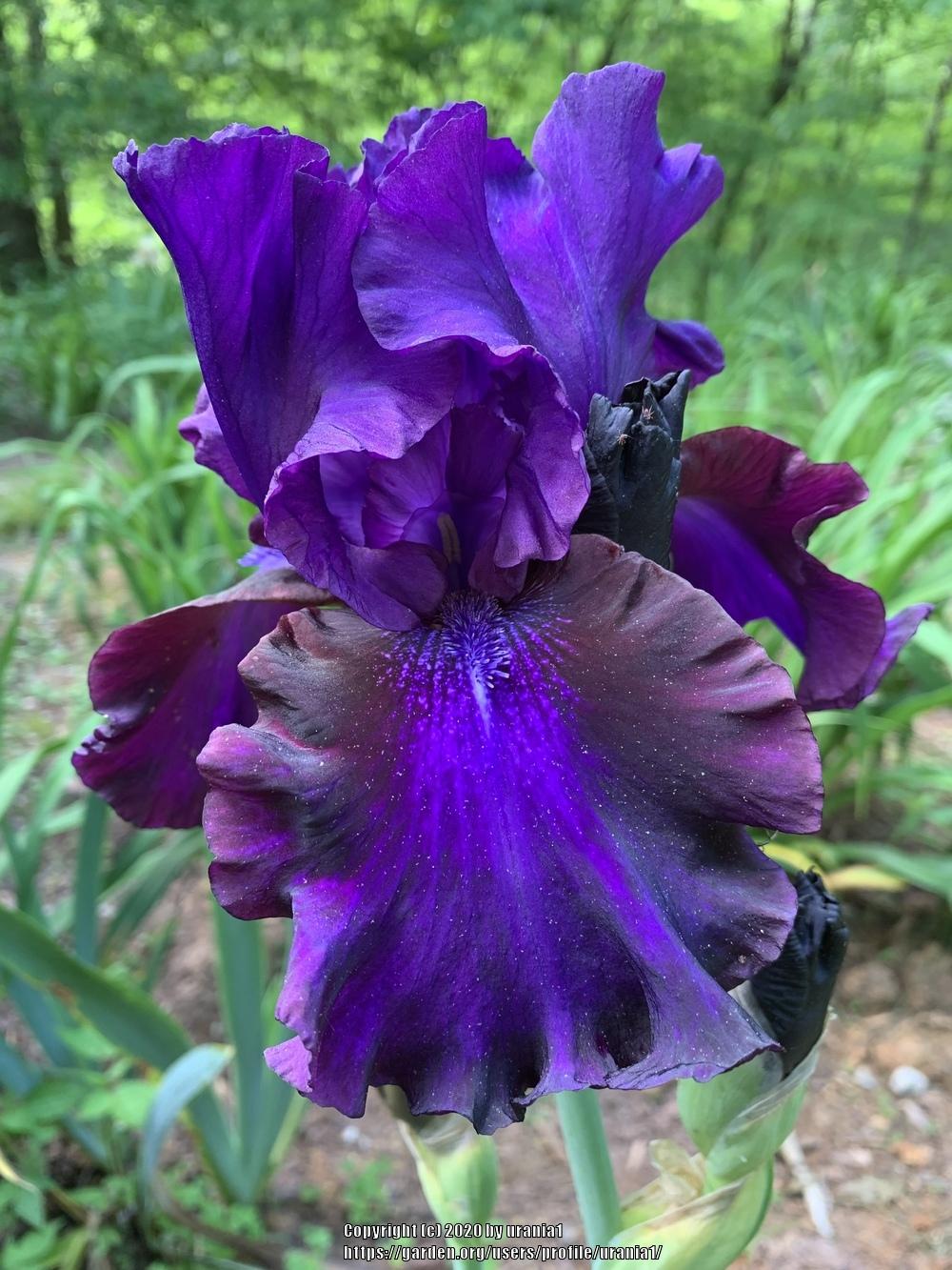 Photo of Tall Bearded Iris (Iris 'Grape Expectations') uploaded by urania1