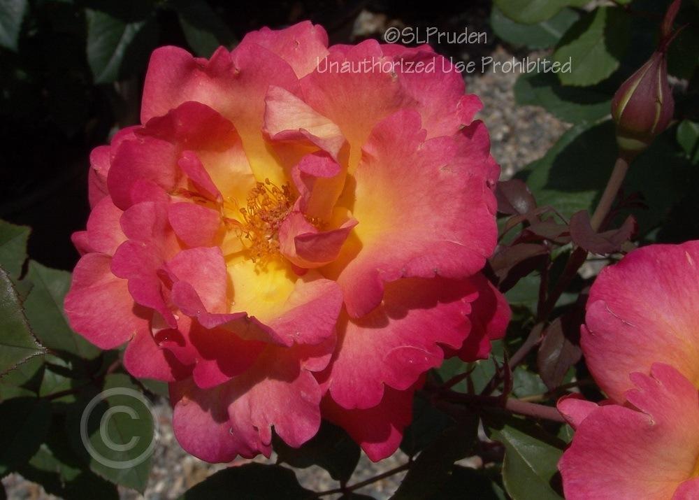 Photo of Rose (Rosa 'Mardi Gras') uploaded by DaylilySLP