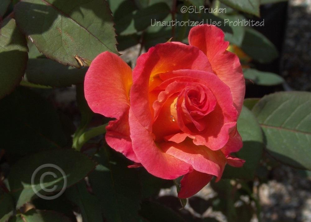 Photo of Rose (Rosa 'Mardi Gras') uploaded by DaylilySLP