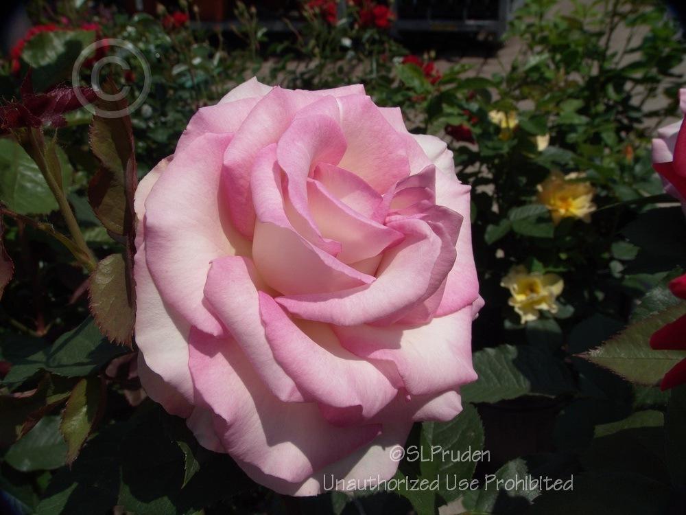 Photo of Rose (Rosa Moonstone™) uploaded by DaylilySLP