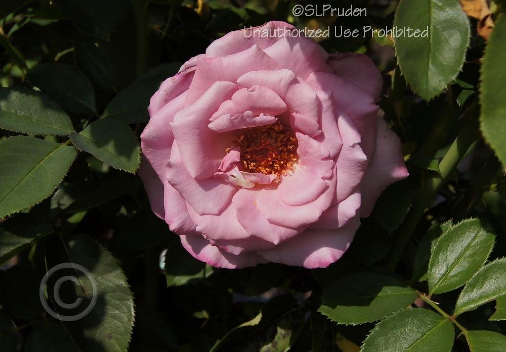 Photo of Rose (Rosa 'Macho Man') uploaded by DaylilySLP