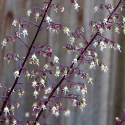 Location: Northern California, Zone 9b
Date: 2020-05-15
Dainty little white flowers dangle from amethyst stems.