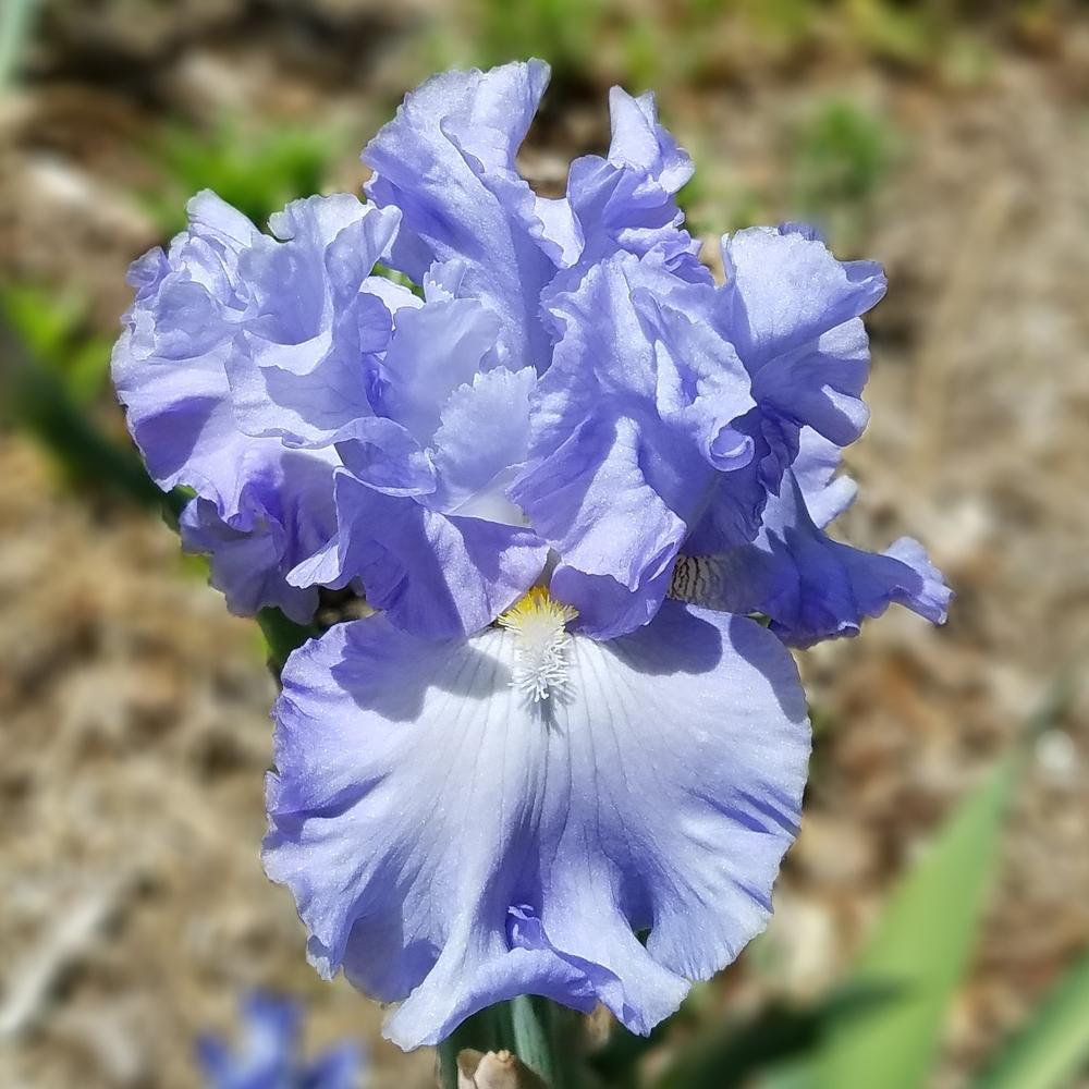 Photo of Tall Bearded Iris (Iris 'Absolute Treasure') uploaded by OrganicJen
