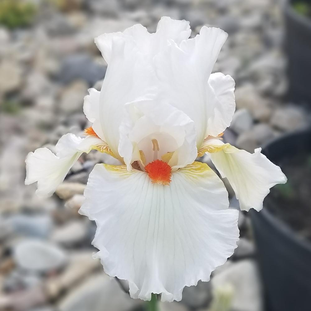 Photo of Tall Bearded Iris (Iris 'White Hot') uploaded by OrganicJen