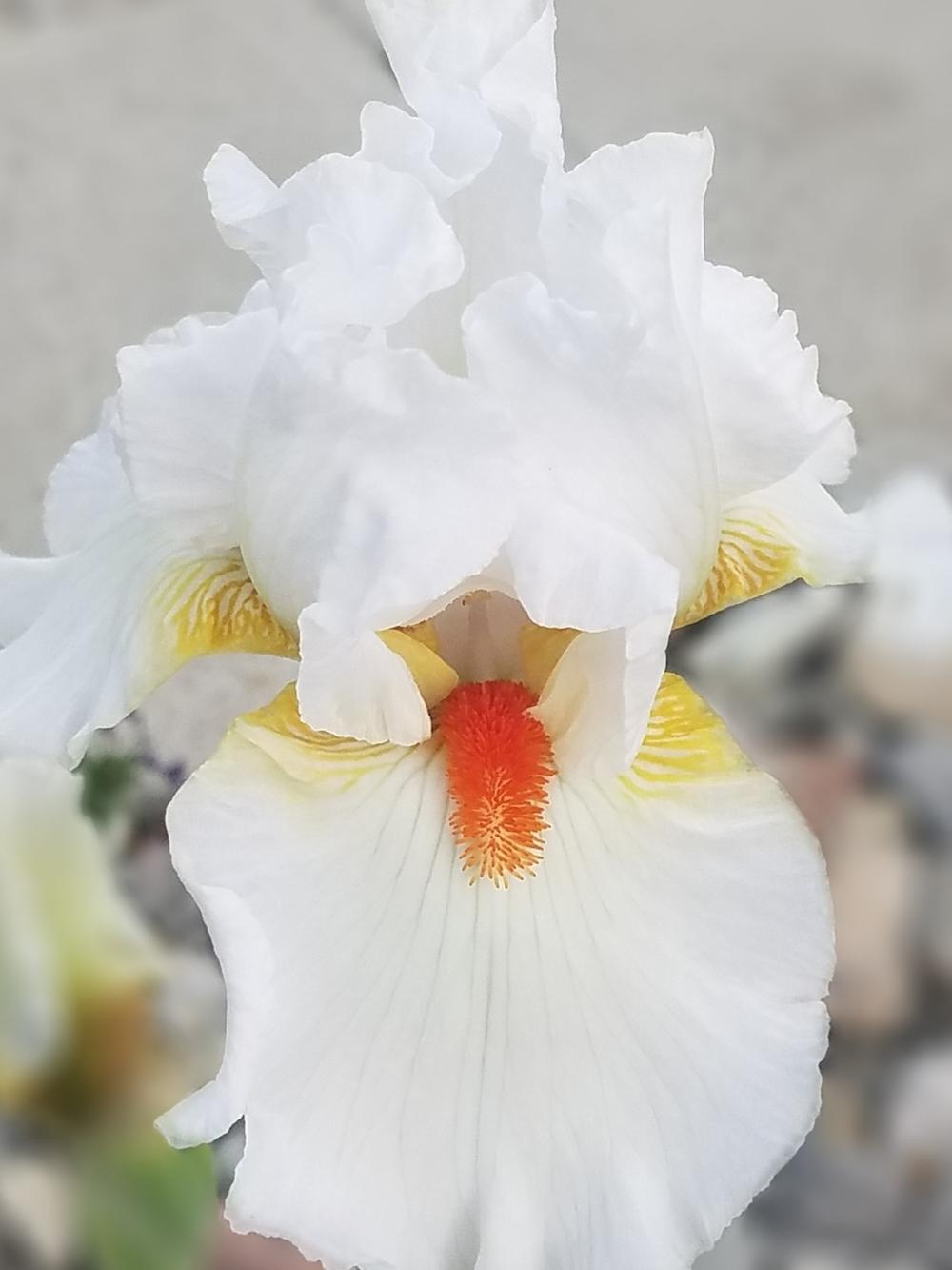Photo of Tall Bearded Iris (Iris 'White Hot') uploaded by OrganicJen