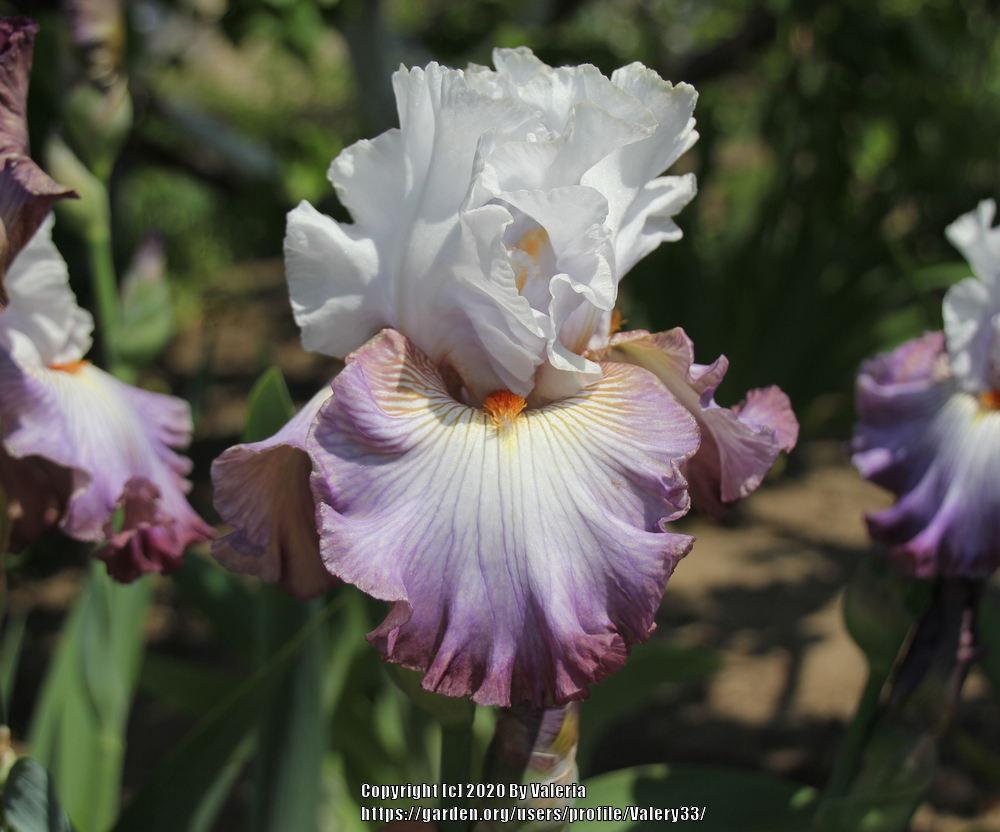 Photo of Tall Bearded Iris (Iris 'Arthouse') uploaded by Valery33