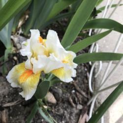 Location: My zone 5 garden.
Date: 2020-05-07
very first iris to bloom!