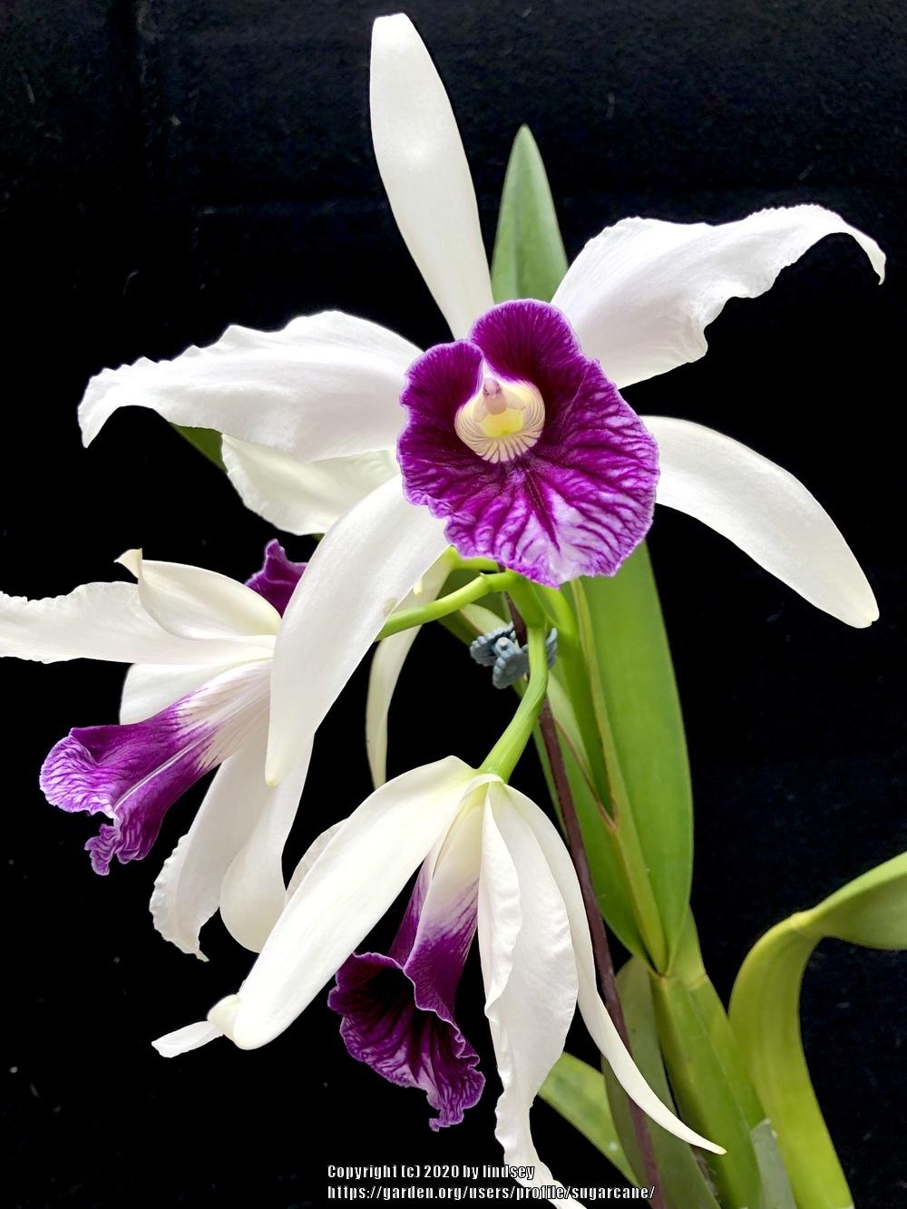 Photo of Orchid (Cattleya purpurata) uploaded by sugarcane
