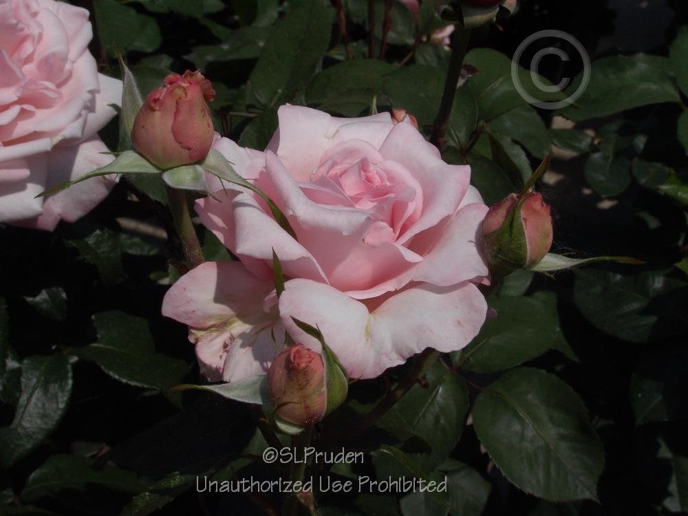 Photo of Rose (Rosa 'New Zealand') uploaded by DaylilySLP