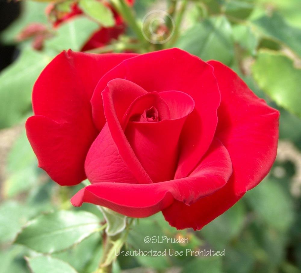 Photo of Rose (Rosa 'Olympiad') uploaded by DaylilySLP