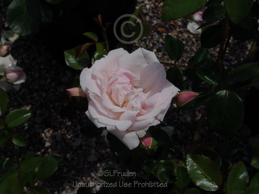 Photo of Rose (Rosa 'New Dawn') uploaded by DaylilySLP