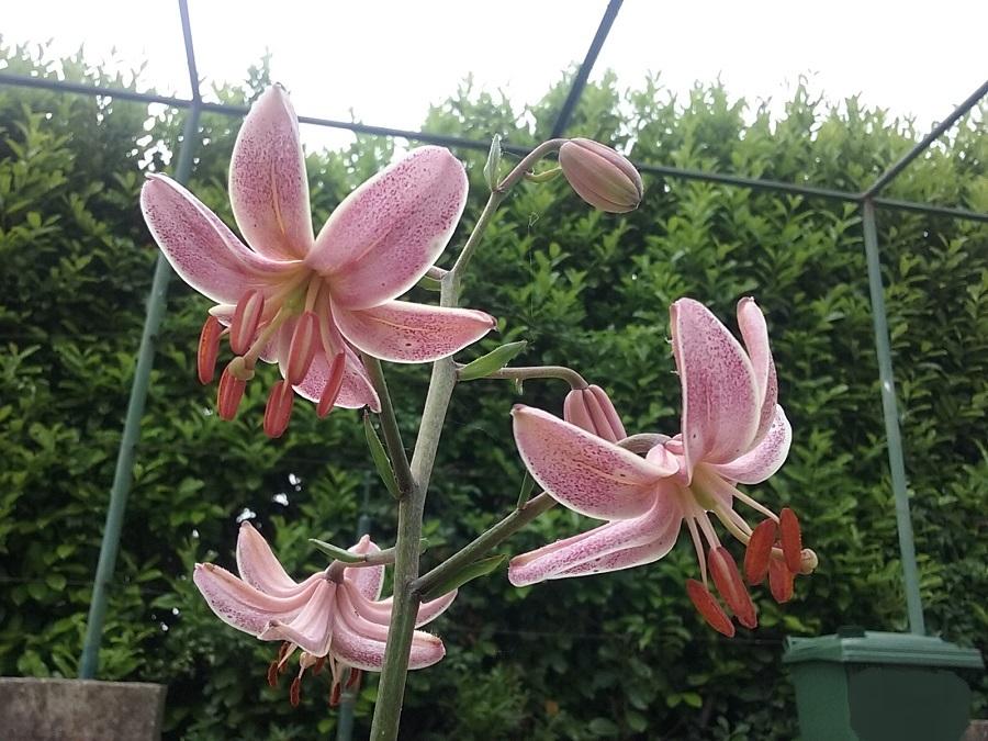 Photo of Lily (Lilium 'Terry') uploaded by Lucius93
