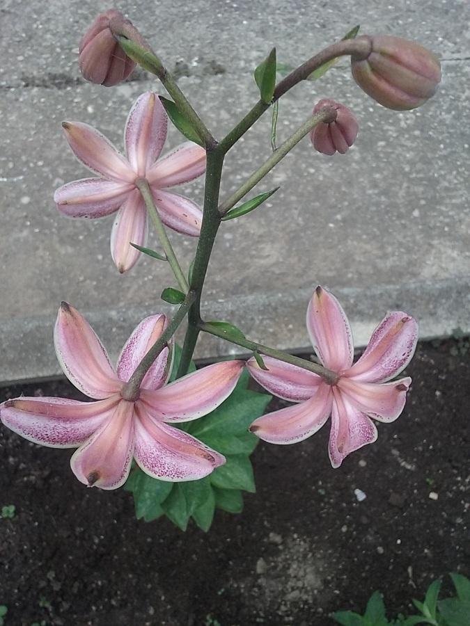 Photo of Lily (Lilium 'Terry') uploaded by Lucius93