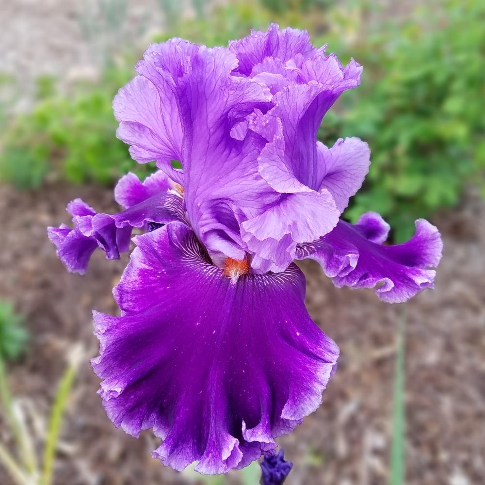 Photo of Tall Bearded Iris (Iris 'Louisa's Song') uploaded by OrganicJen