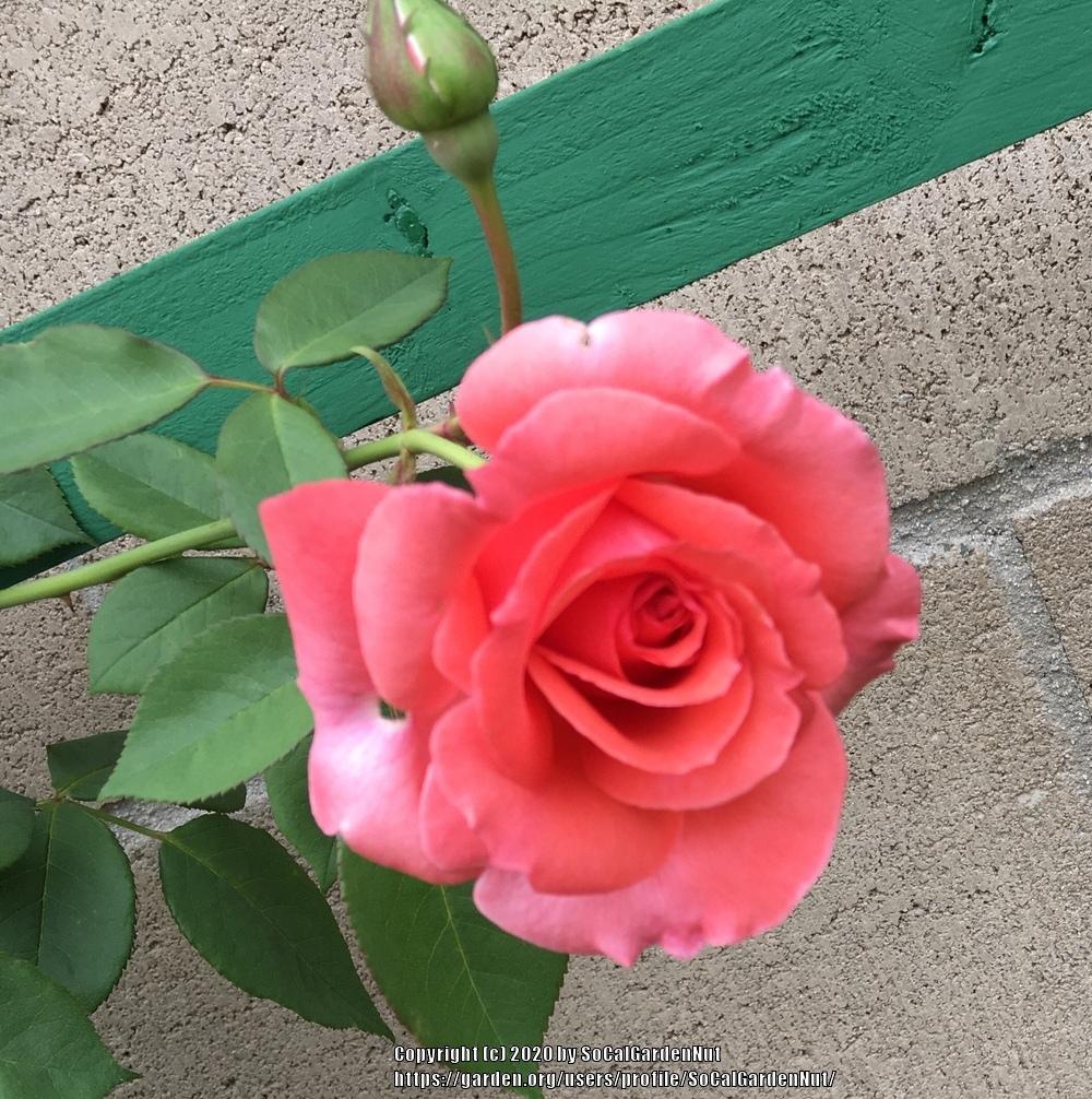 Photo of Rose (Rosa 'America') uploaded by SoCalGardenNut