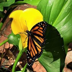 Location: Thomasville, GA USA
Date: 2020-05-15
A newly released #Monarch (number 46 as of 5/15/2020) drying his 